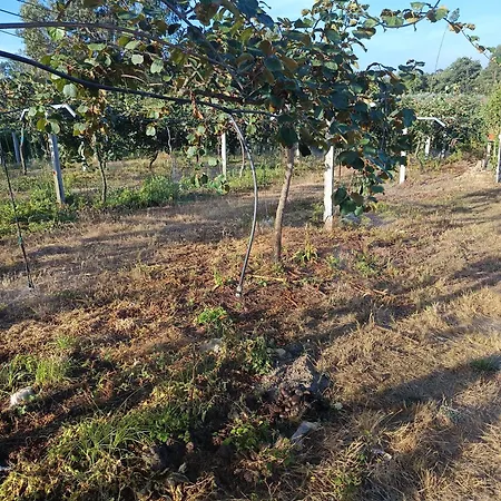 Quinta Real Kiwibee * Barro (Aveiro)